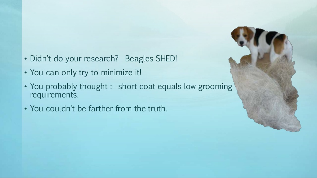 why not to get a beagle? 2