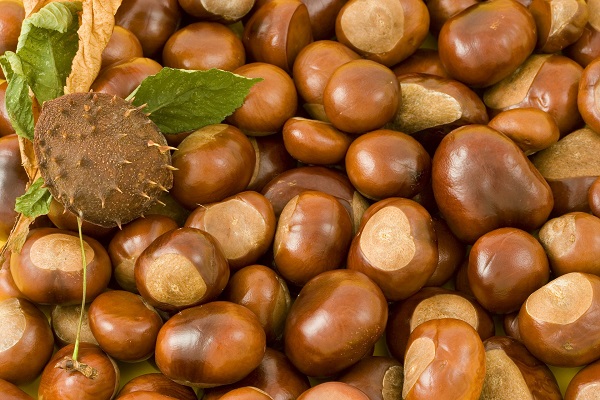 Conkers