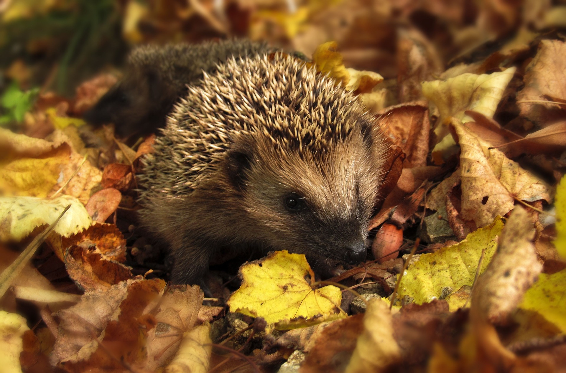 Hedgehog