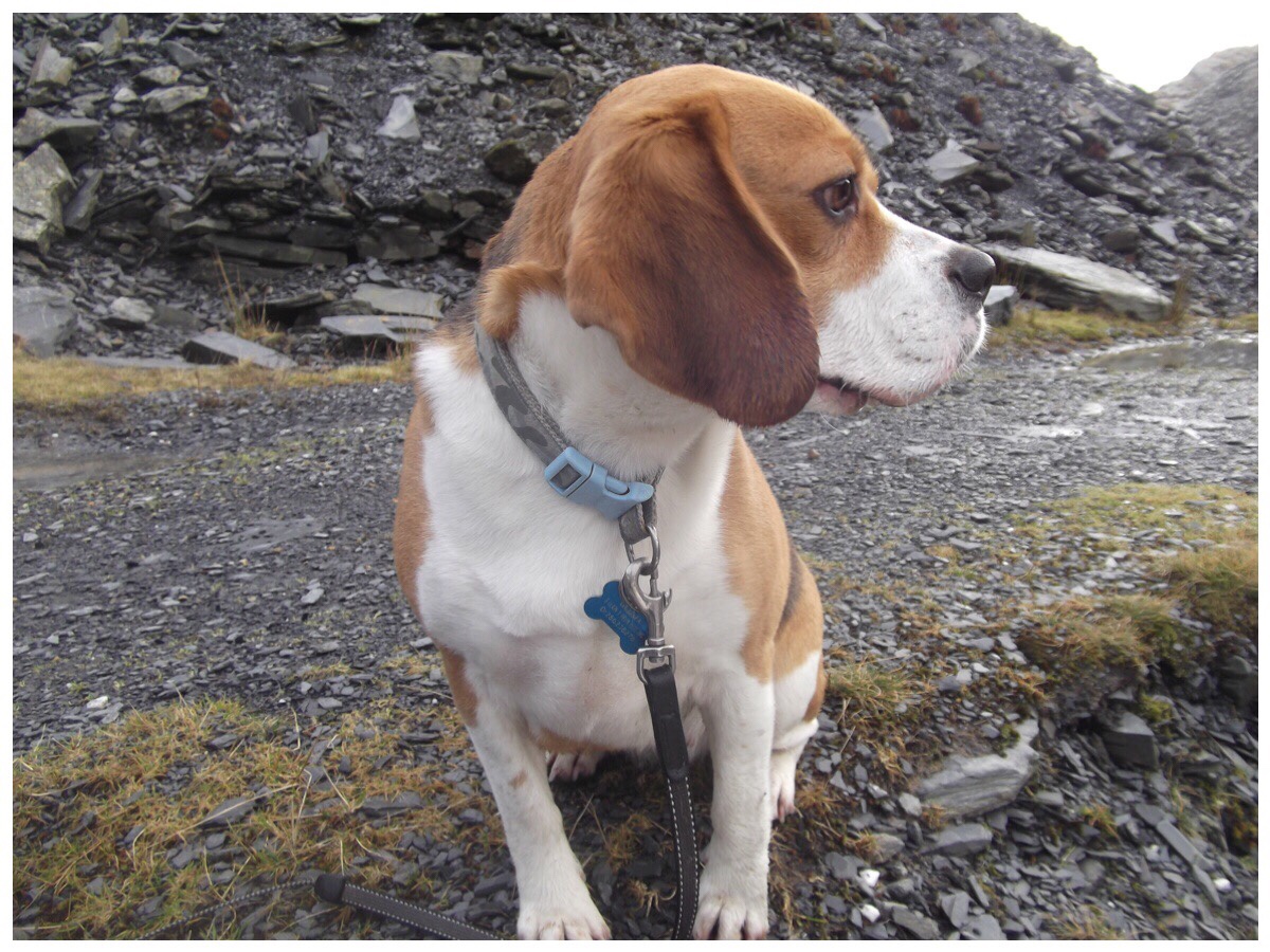 Our Beagle Gemma sat during a walk to Cwmorthin