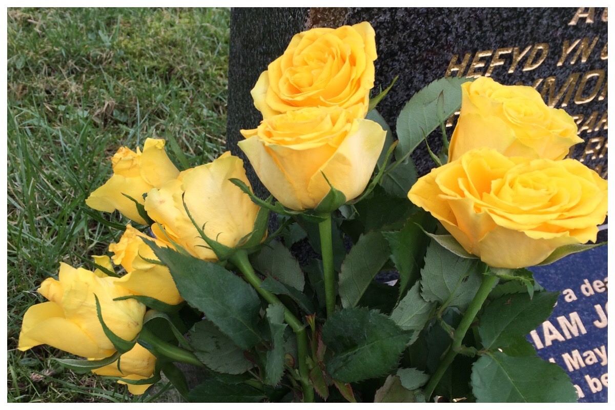 Yellow roses by Taid's graveside