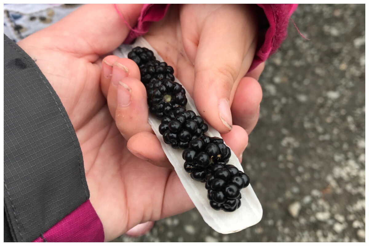Two hands holding a few blackberries